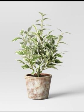 15" Variegated Ficus Artificial Plant-
Threshold designed with Studio McGee